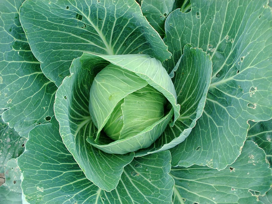 sprouts, cabbage, cabbage plants, plant, vegetable, green color, food and drink, leaf, healthy eating, plant part