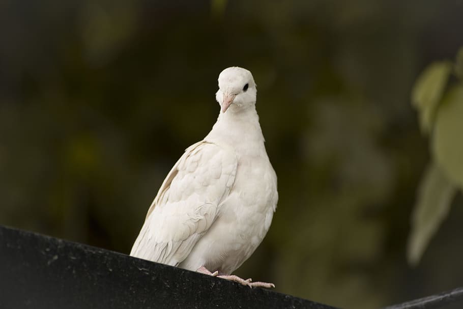 white, bird perching, black, surface, pigeon, bird, fly, dove, nature, animal