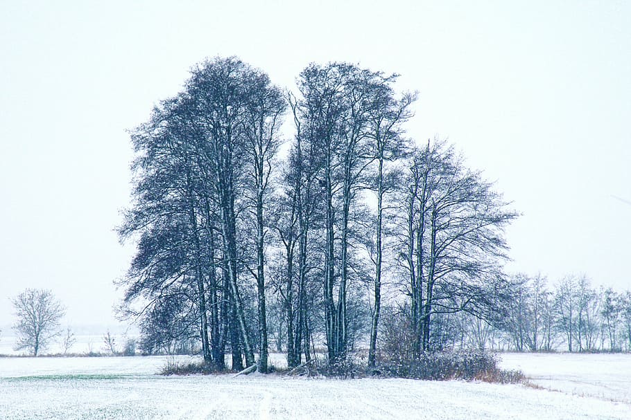 зимние впечатления, зимний, снег, холод, зима, зимнее волшебство, снежный, дерево, растение, холодная температура