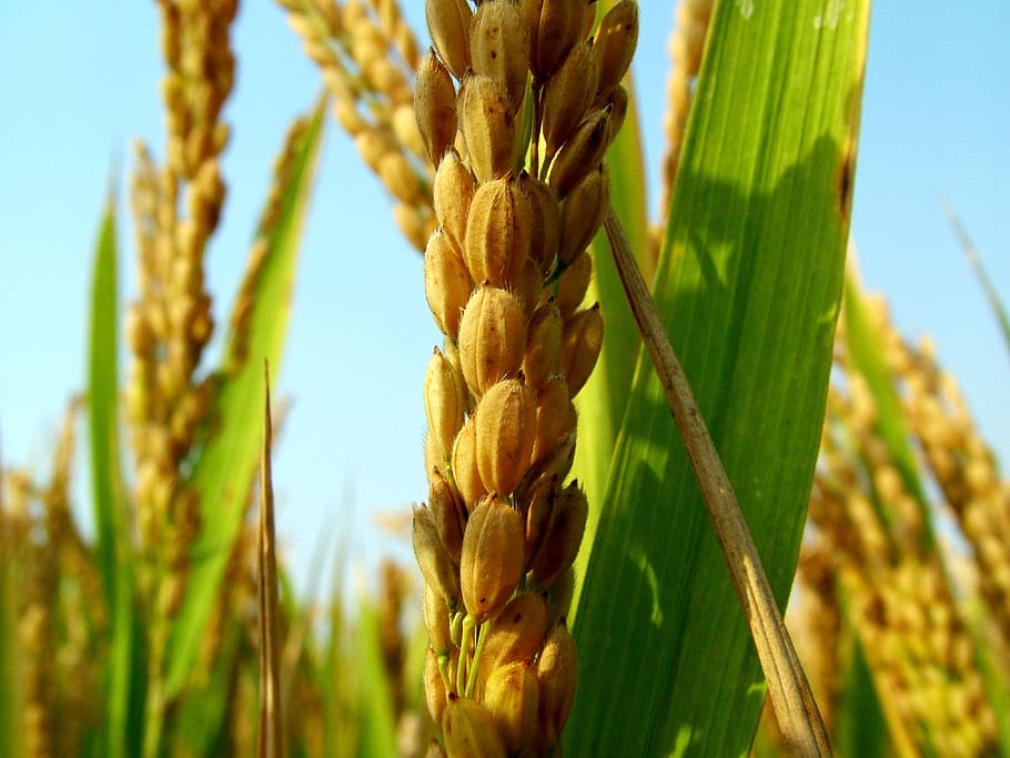 recibo, arroz, cosecha, planta, planta de cereal, agricultura, cultivo, crecimiento, campo, naturaleza