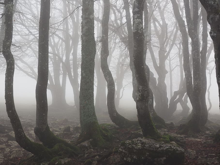 trees during daytime, beech wood, fog, forest, trees, tree trunks, book, foggy, haunting, mystical