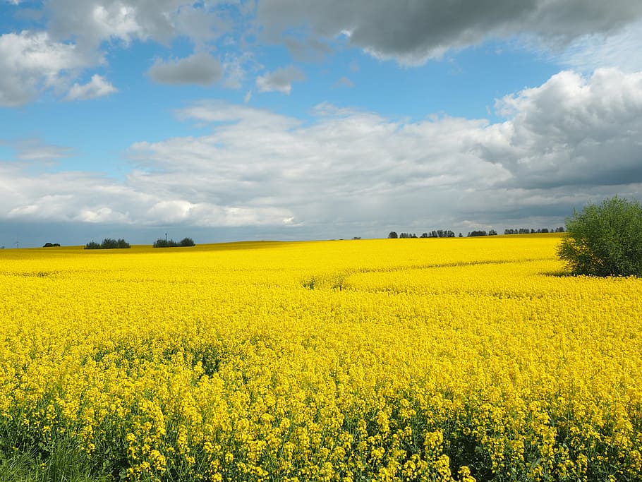 oilseed rape, field, yellow, landscape, nature, field of rapeseeds, blossom, bloom, summer, clouds