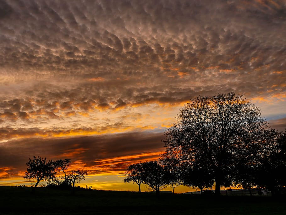 silhouette trees, golden, hour, morgenrot, sunrise, trees, glow, clouds, landscape, skies