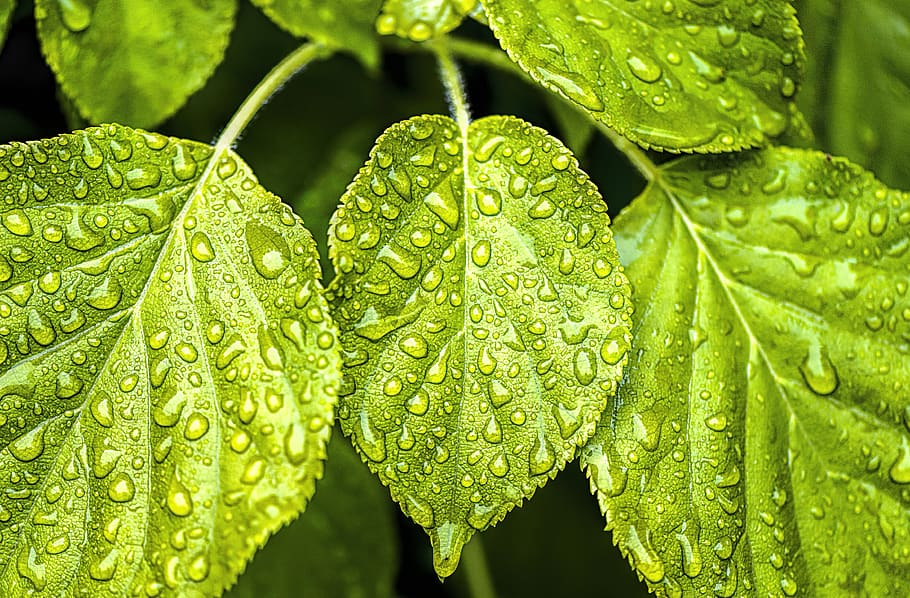 hoja, verde, naturaleza, gotas de lluvia, jardín, agua, gota, parte de la planta, planta, color verde