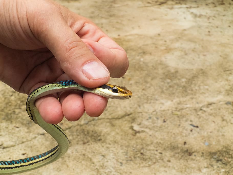 Snake, Animal, Reptile, Detention, Small, caught, hand, human body part, human hand, human finger