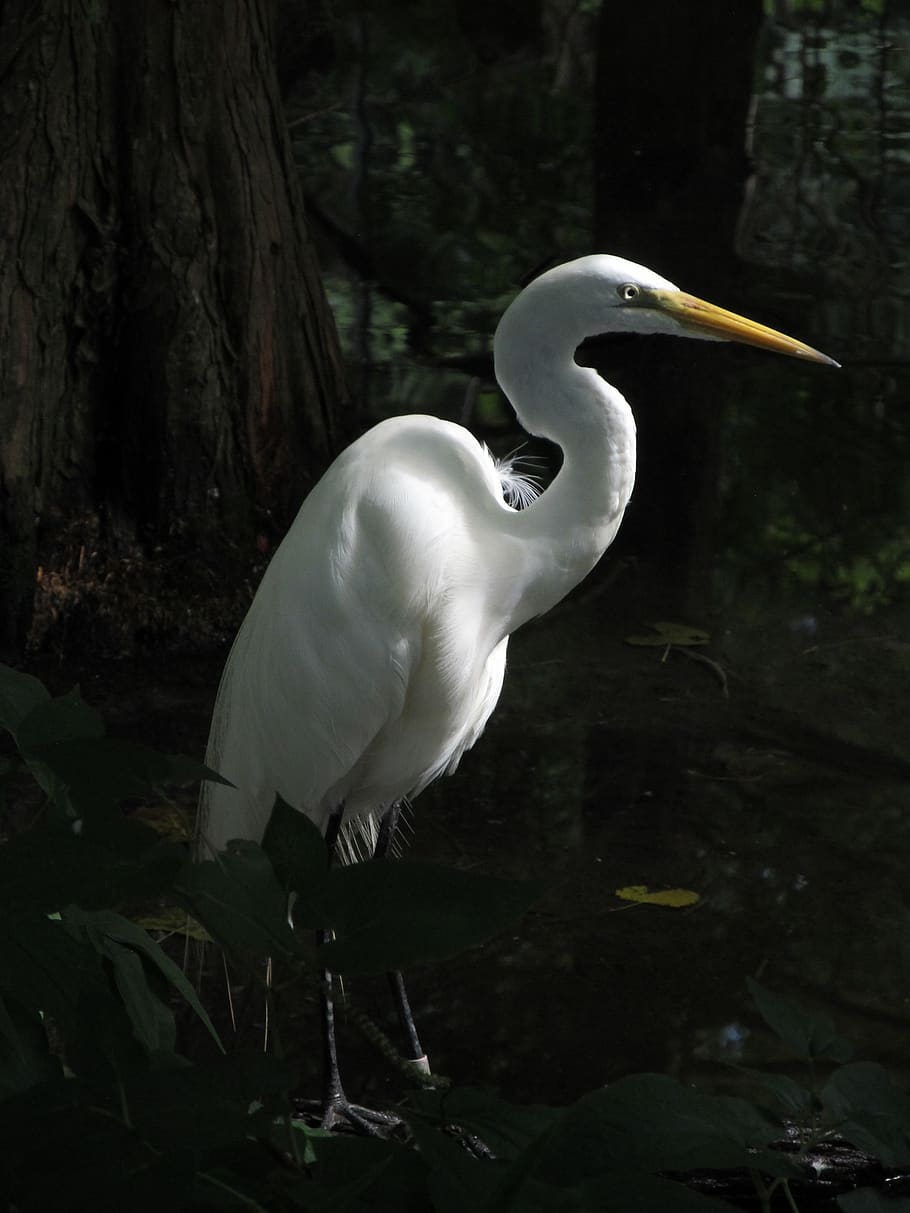 great egret, waterfowl, bird, large, heron, wetlands, all white, plumage, casmerodius albus, enclosure