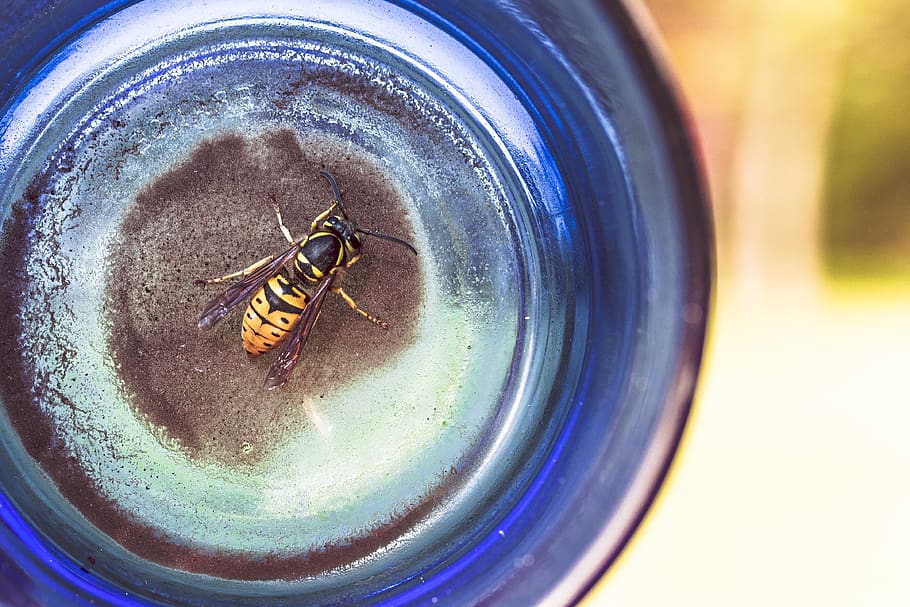 wasp, insect, stinger, glass bottle, animal, bee, blue, glass, close-up, invertebrate