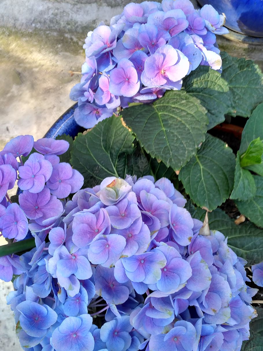 hortensias, plantas, flores, flor, flor azul, flor floreciente, flores  azules, color, budapest, zuglo | Pxfuel