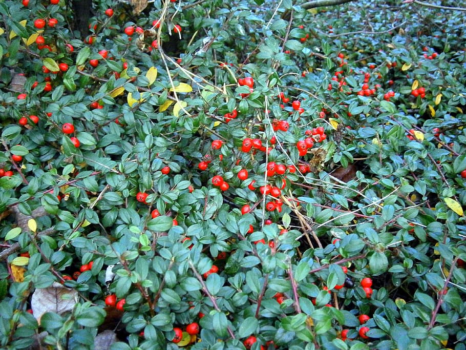 bush, ground cover, berry, berries, red, red carpet berry, gaultheria procumbensstrauch, periwinkle, plant, ornamental shrub
