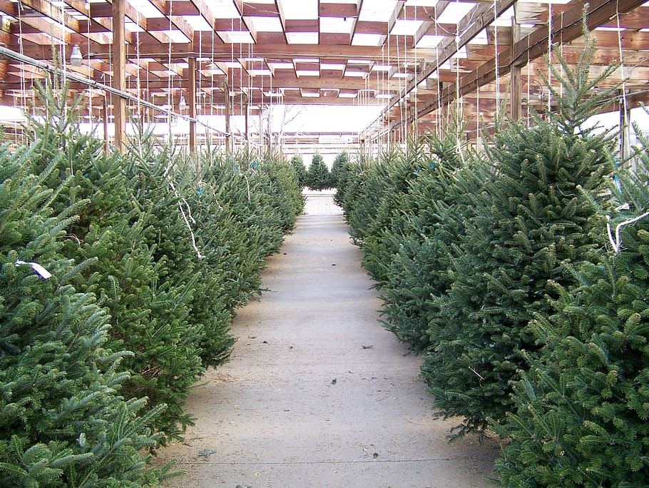 Christmas, Trees, Xmas, Evergreens, christmas, trees, lot, winter, greenhouse, nature, plant