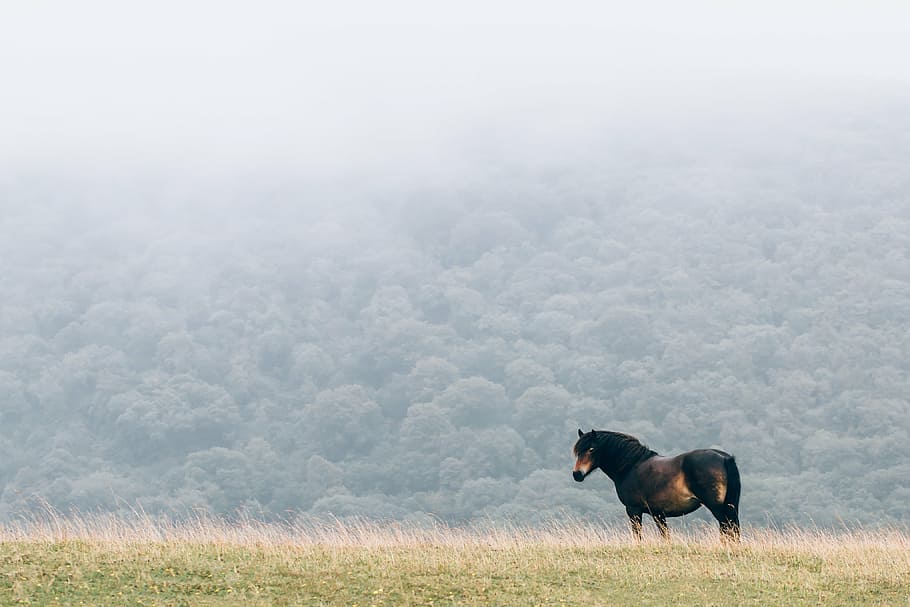 black, horse, grass field, donkey, animal, green, grass, highland, view, peak