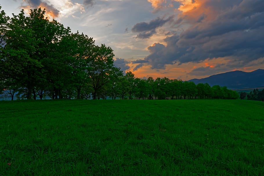 sunset, meadow, grass, green, the sky, sky, clouds, trees, branches, row