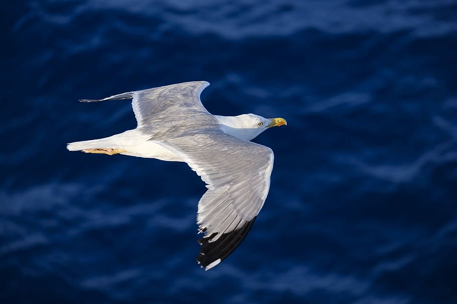 flying white seagull, seagull, bird, water bird, seevogel, fly, flight, wing, sea, water