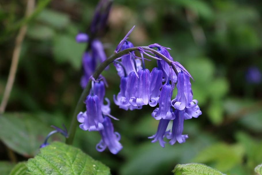 bluebells, blue, flower, wood, spring, nature, wild, plant, woodland, britain
