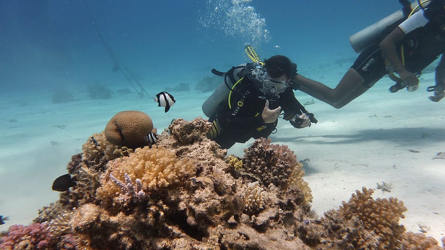 man, corals, Diving, Fish, Underwater, scuba diving, undersea, sea, aqualung - diving equipment, adventure