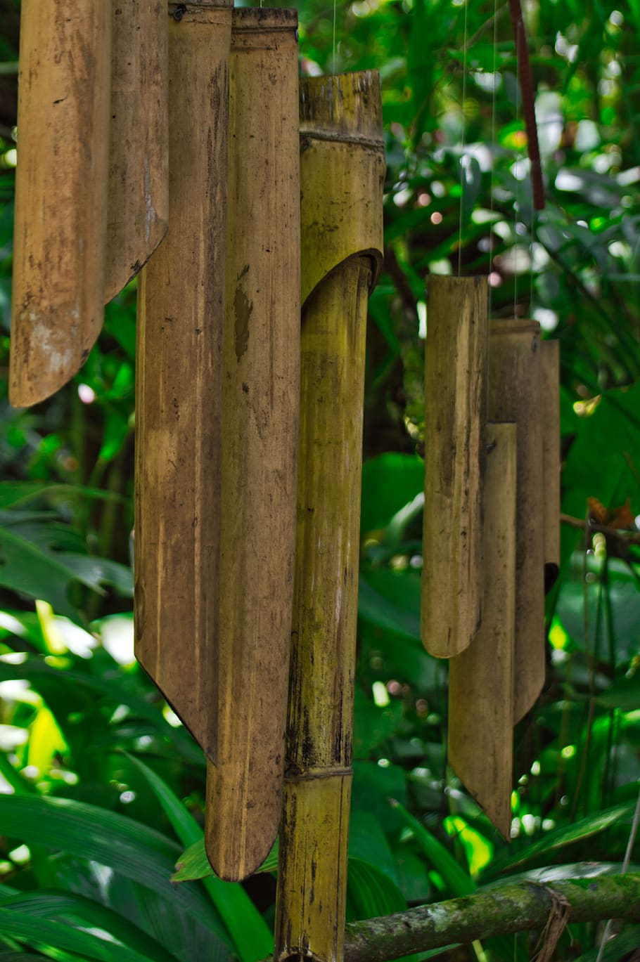 cartago, costa rica, wind chimes, bamboo, wood - material, focus on foreground, plant, close-up, day, tree