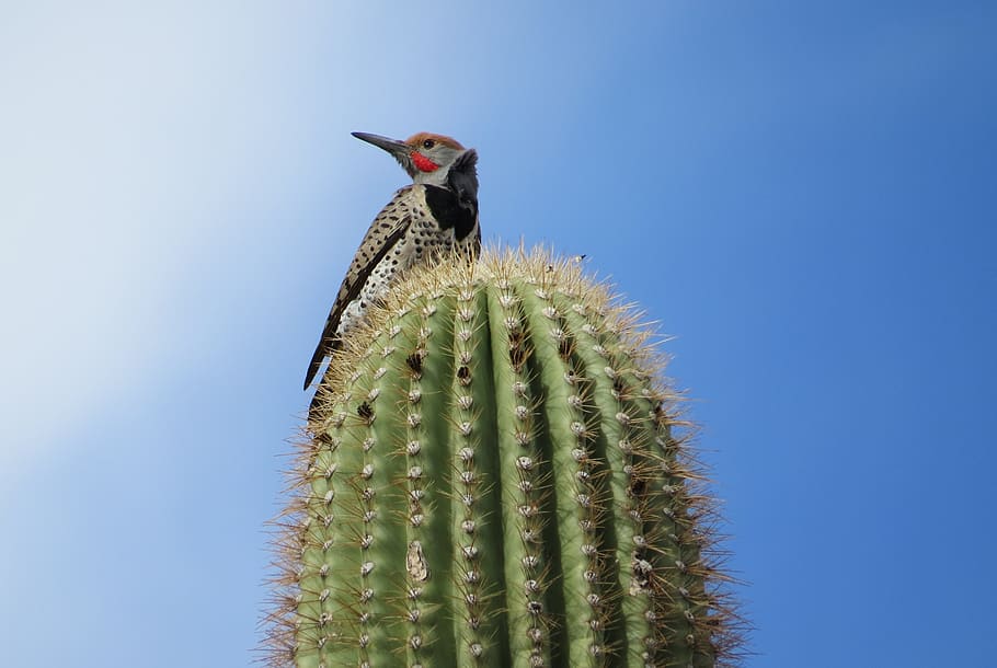 flicker, bird, cactus, wildlife, nature, avian, woodpecker, perched, ornithology, feathers