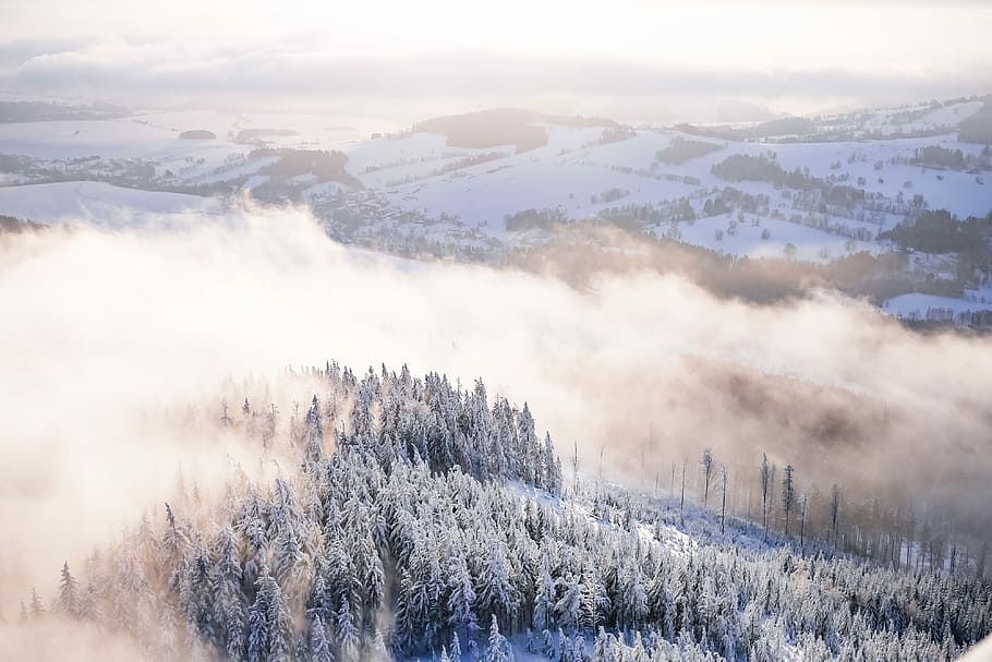森の冬の風景, 霧, 雪に覆われた, 風景, 雲, 寒さ, 森, 丘, 山, 自然
