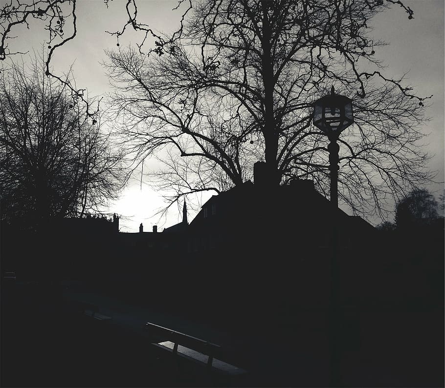 grayscale photography, bare, tree, silhouette, village, horizon, lamp post, benches, path, black and white