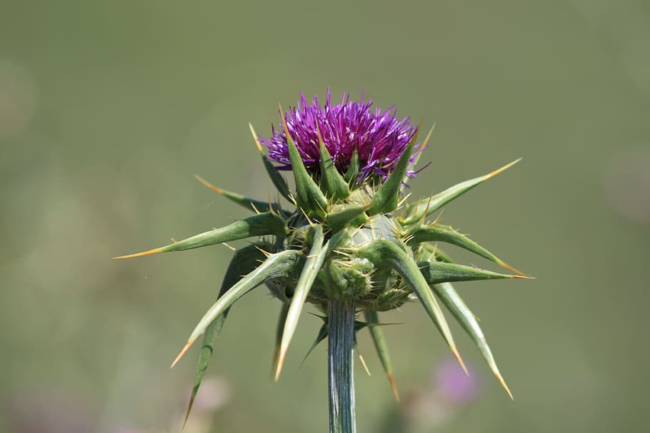 Flower, Dea, Purple, Thistle, Nature, plant, growth, flowering plant, beauty in nature, close-up