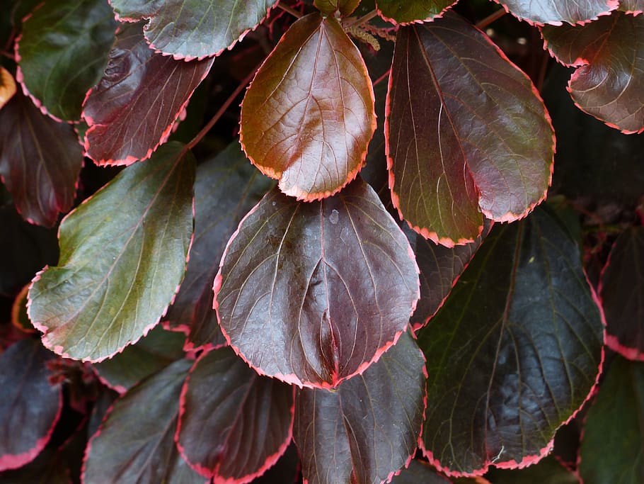 bush, leaves, red, wine red, reddish, acalypha wilkesiana, rimmed, outlined in red, outline, buntlaubig