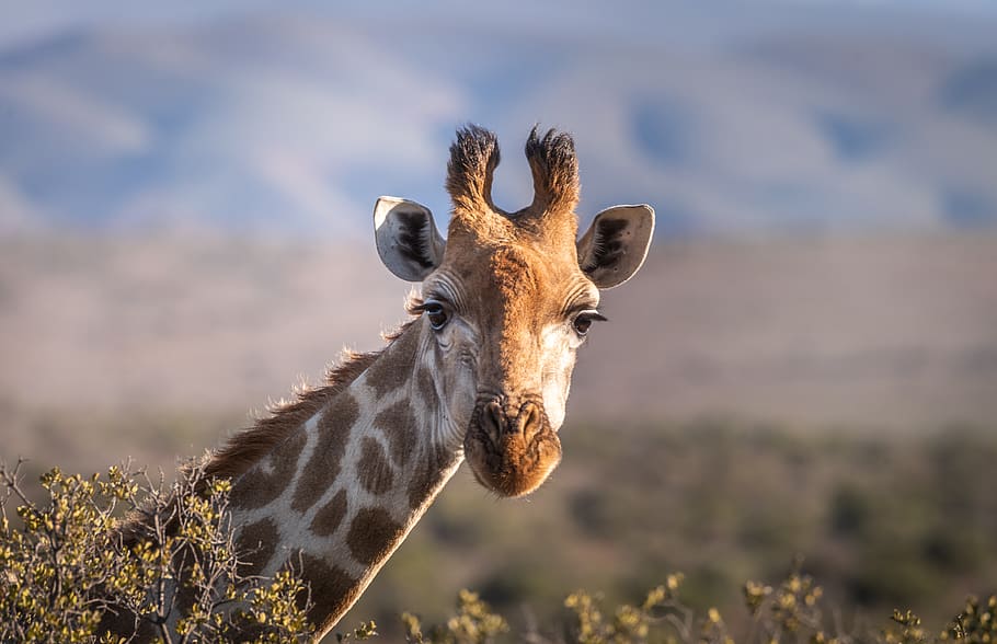 jirafa, retrato, safari, sudáfrica, cabeza, cuello, animal, mamífero, mundo animal, naturaleza