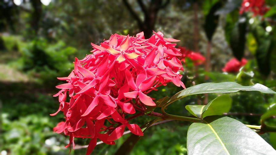 Flower, Pin, flower pin, red flowers, west indian jasmine, ixora, growth, fragility, focus on foreground, nature