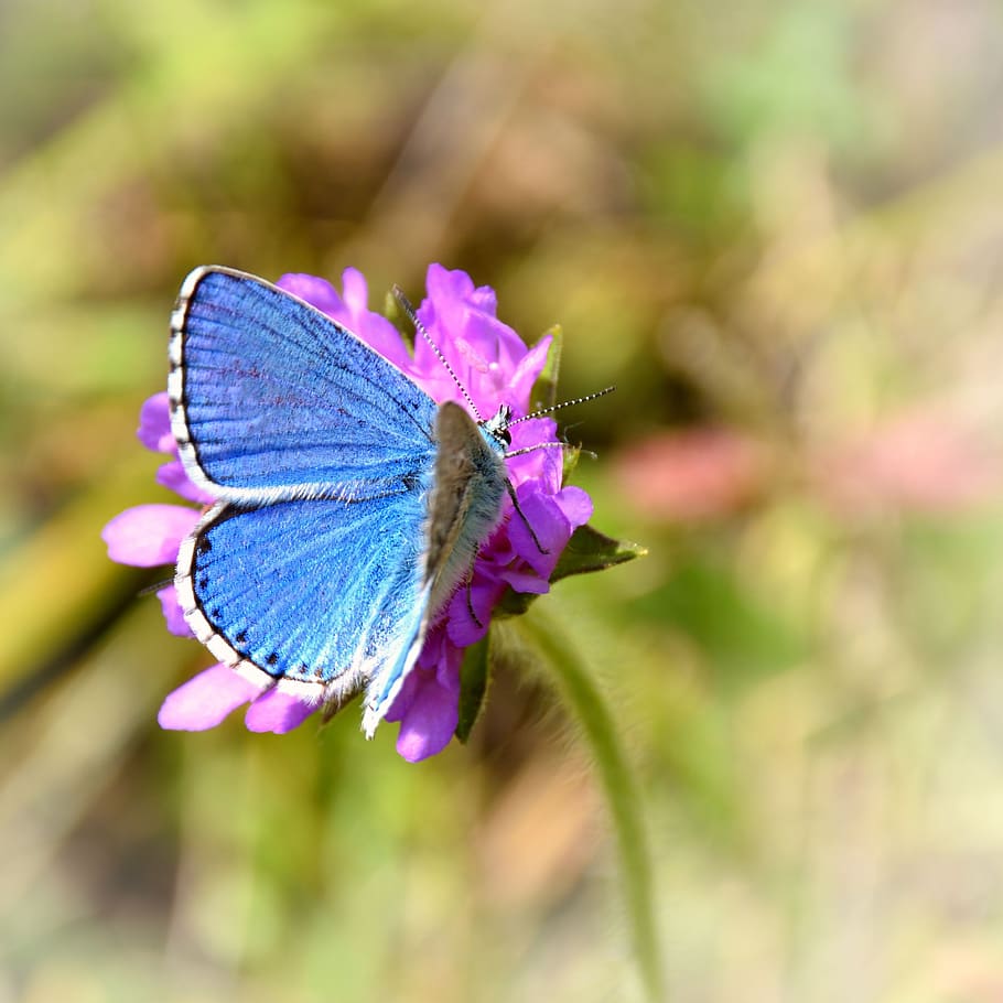 butterfly, flower, nature, insect, close up, flight insect, edelfalter, animal world, blue, animal