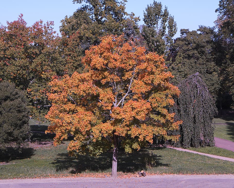 tree, fall, colors, gold, nature, doré, red, orange, parking, market