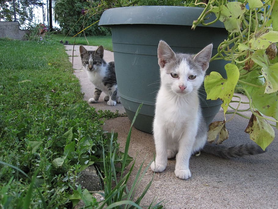 dua, putih, abu-abu, kucing, duduk, beton, trotoar, pot tanaman plastik, Kitten, Cat