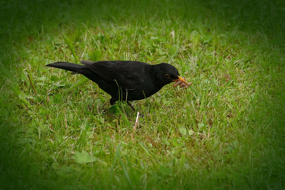 blackbird, turdus merula, true, bird, species, reduce the family, turdidae, europe, widely used, the most famous bird
