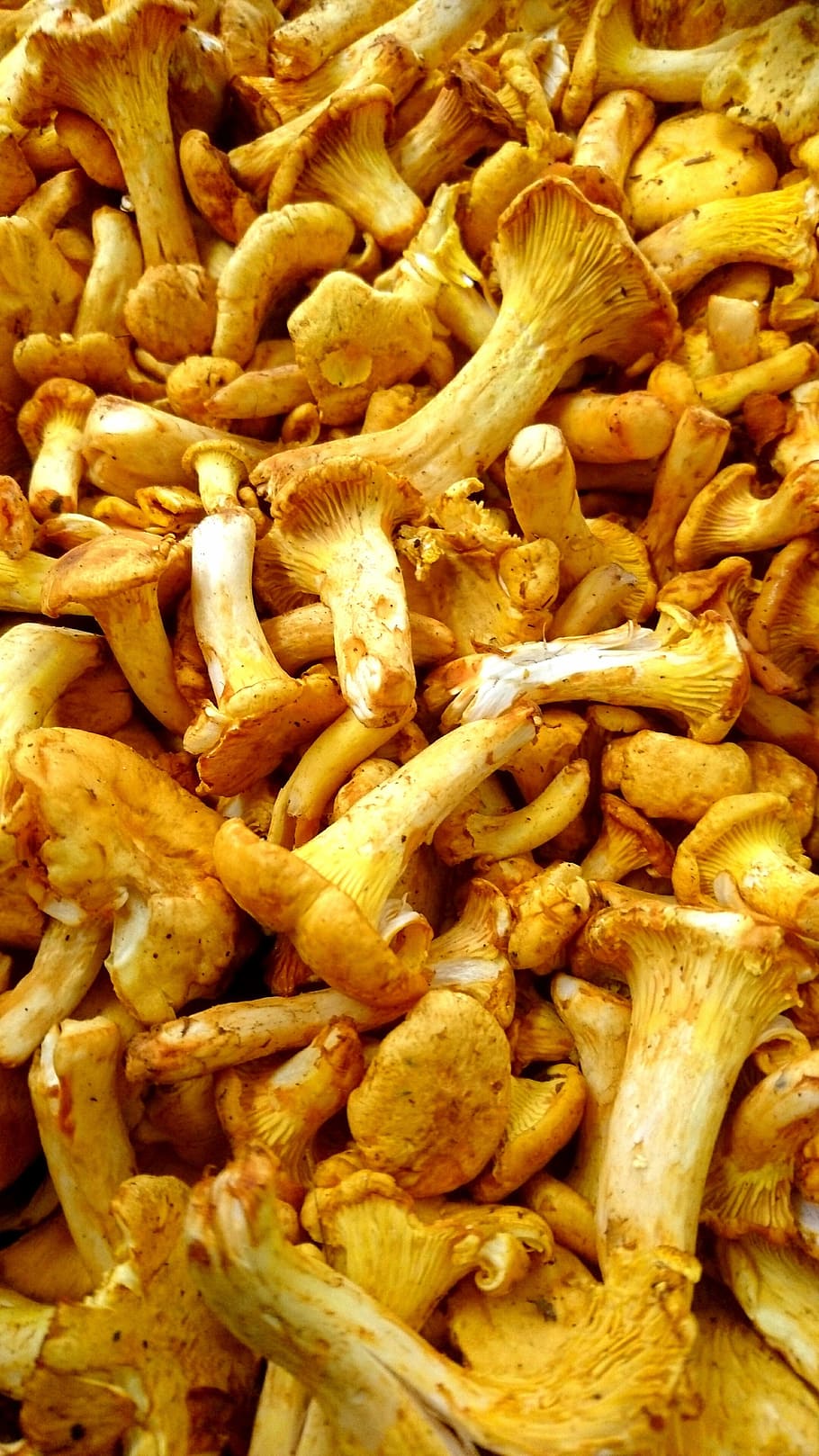 chanterelles, mushrooms, chantarelle, chanterelle, nature, mushroom, extracted from the fungus, food, food and drink, full frame