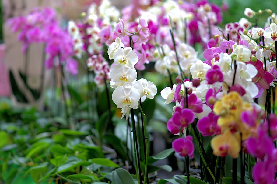 blanco, púrpura, flores de orquídeas, orquídea, flor, florecer, planta, naturaleza, rosa, violeta