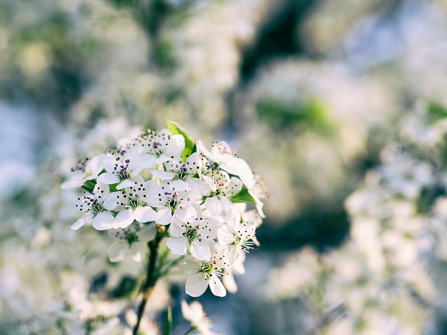seletiva, fotografia de foco, branco, cereja, flores, natureza, pétalas, flor, folhas, planta