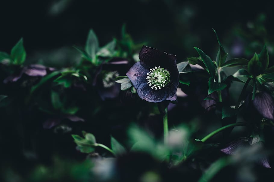 selektif, foto fokus, ungu, bunga pasque, bunga, tanaman, alam, gelap, buram, di luar ruangan