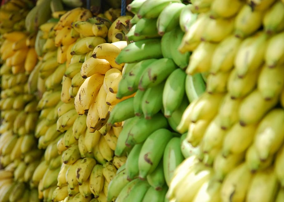 verde, amarillo, plátanos, fruta, alimentos, frescura, naturaleza, agricultura, alimentación saludable, maduro