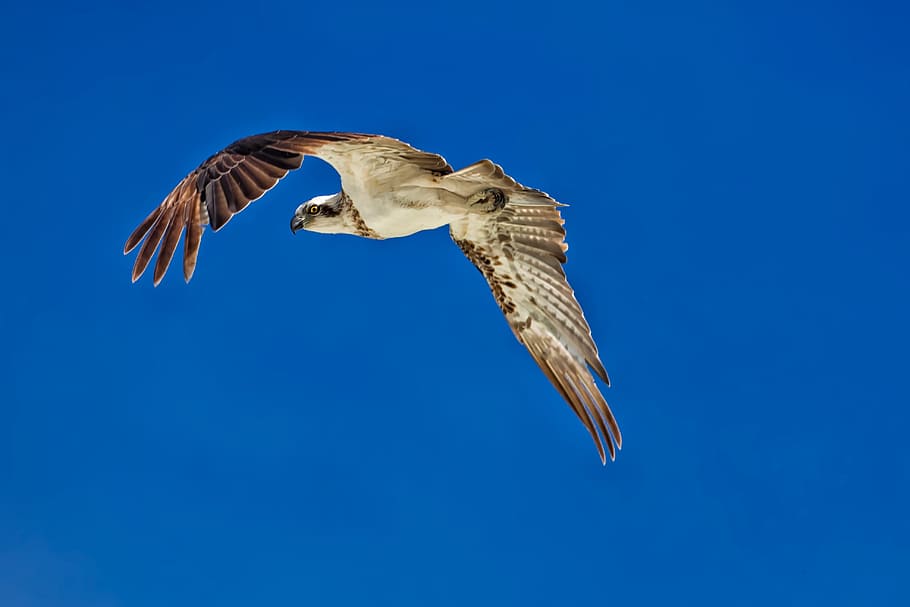 猛禽類, 飛行, ミサゴ, 鋭い目, 青い空, ウィディ諸島, ハルマヘラ, インドネシア, 1匹の動物, 野生の動物