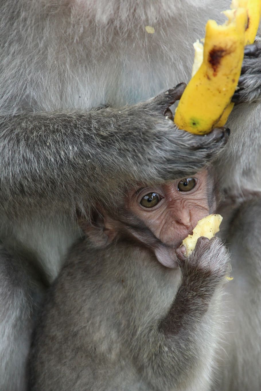 monkey, baby, äffchen, ape baby, monkey child, young animal, banana, bali, animal, macaque