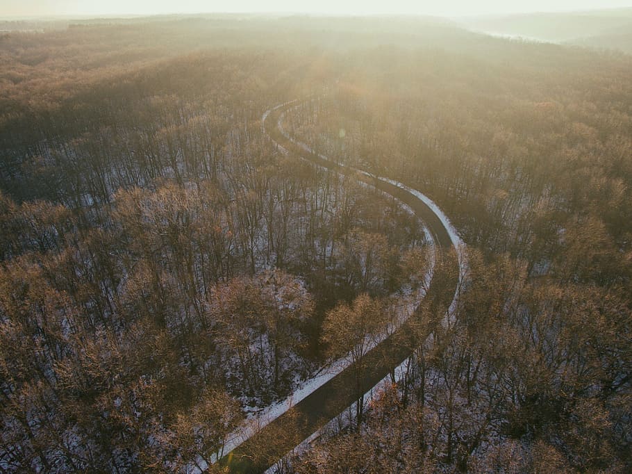 bird, eye view, road, trees, aerial, photography, surrounded, plant, nature, path