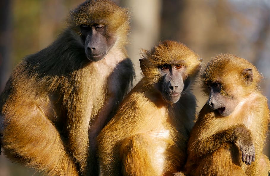 foto, tres, marrón, monos, animales, mono, monos bereberes, familia, juntos, grupo