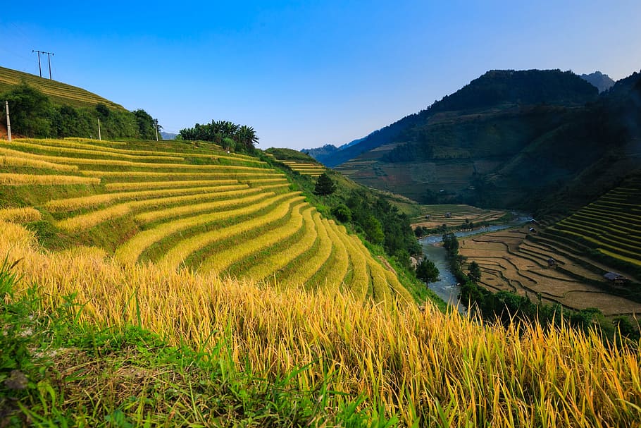 verde, campo, montanha, em frente, dia, vietnã, arroz, campo de arroz, etapa, viagem