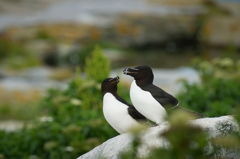 close-up photo, two, white, black, birds, stone, bird, beak, feather, animal
