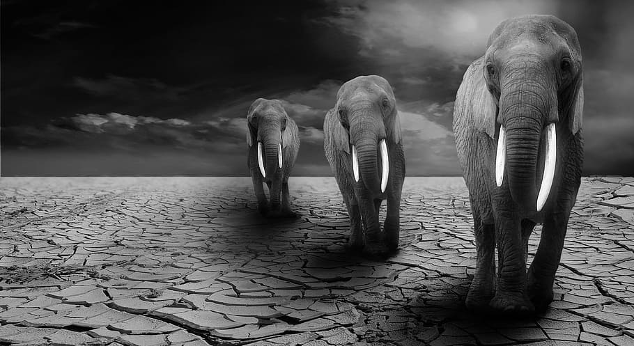 Fotografía en escala de grises, tres, elefantes, desierto, escala de grises, fotografía, elefante, animales, África, safari
