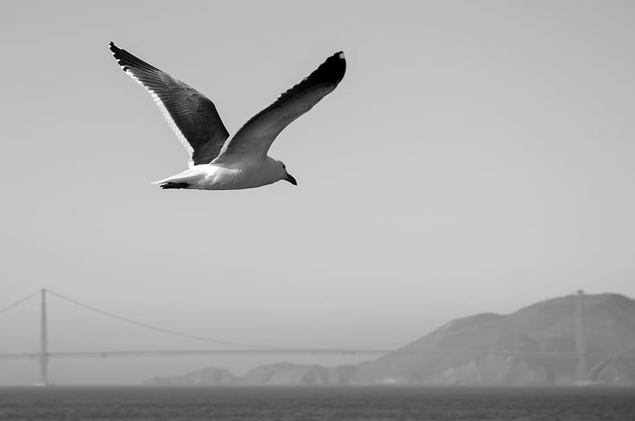 close-up photography, flying, gull, sea gull, black and white, san francisco, golden gate bridge, bridge, california, usa