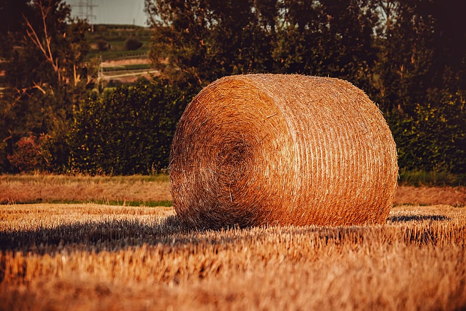 beige, hay, field, hay bales, straw, straw bales, cereals, harvest, bale, round bales