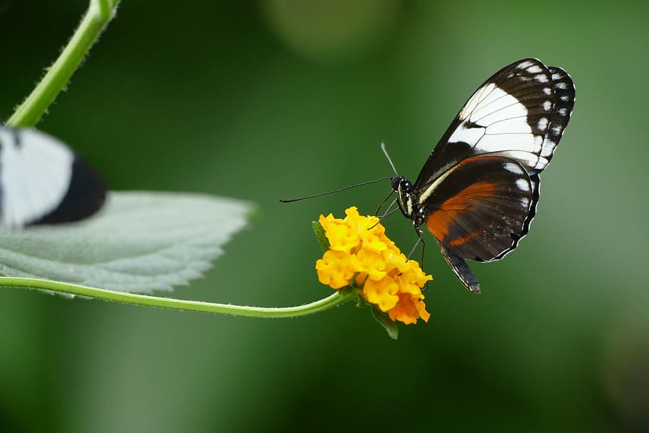 lente de mudança de inclinação, fotografia, marrom, preto e branco, borboleta branca, amarelo, flor, borboleta, amor, natureza