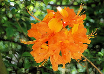 Royalty-free orange azalea photos free download | Pxfuel