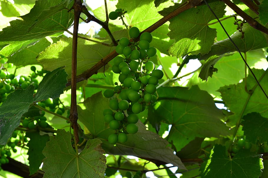 vine, grapes, green, leaves, cluster, parra, fruit, leaf, plant part, growth