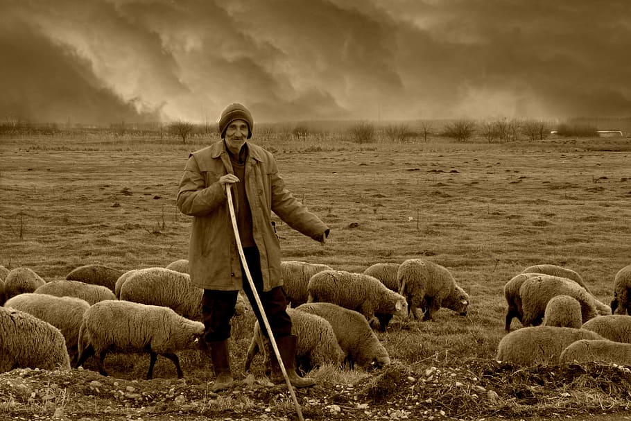 man, holding, stick, surrounded, sheep, camacho, the flock, nomadic, plain, mammal