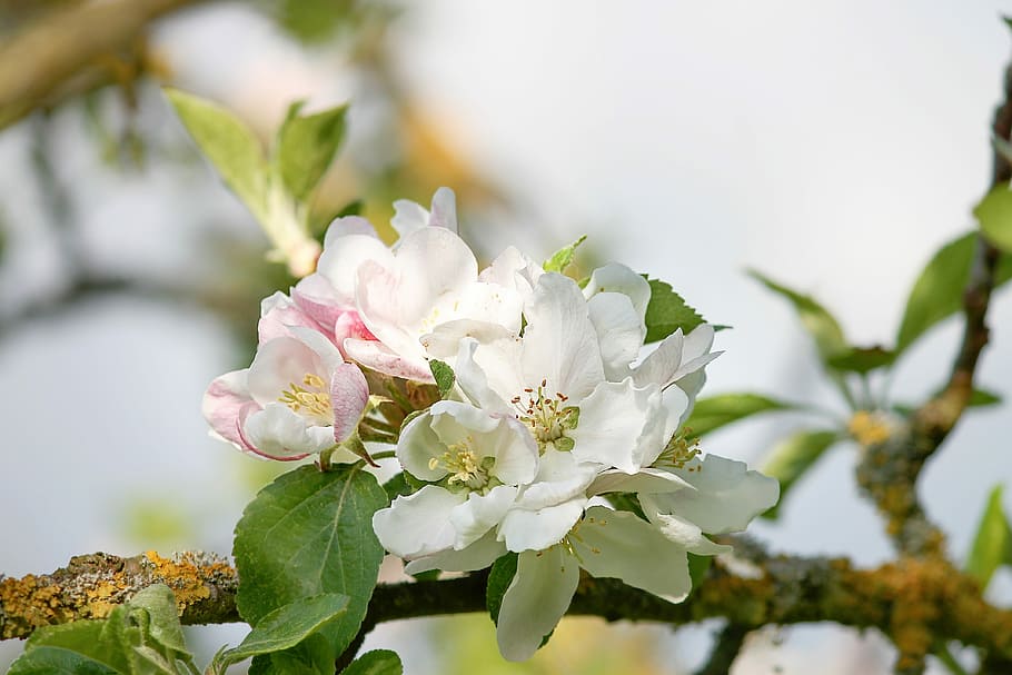 selective, focus photo, white, pink, flowers, tree branch, apple blossom, apple tree, spring, blossom